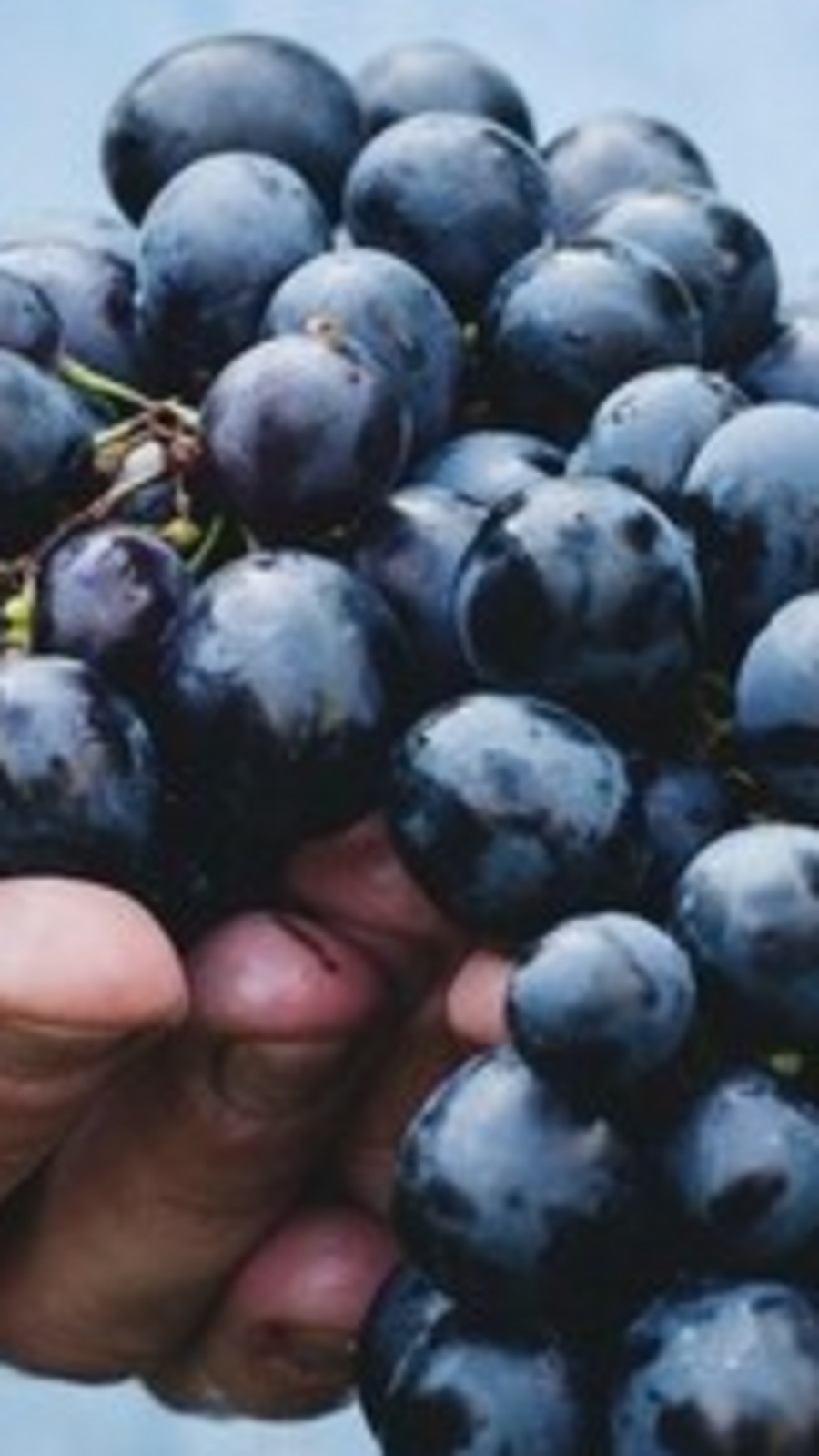 Grapes Benefits ಸೌಂದರ್ಯದಿಂದ ಆರೋಗ್ಯದವರೆಗೆ ದ್ರಾಕ್ಷಿ ಸೇವನೆಯಿಂದಾಗುವ