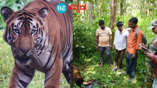 ಕೊಡಗಿನಲ್ಲಿ ಹುಲಿ ದಾಳಿಯಿಂದ ಆತಂಕದ ವಾತಾವರಣ ನಿರ್ಮಾಣವಾಗಿದೆ. 