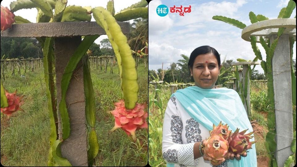 Tumakuru News ಡ್ರ್ಯಾಗನ್ ಫ್ರೂಟ್ ಬೆಳೆದು ಸೈ ಎನಿಸಿಕೊಂಡ ದಂಪತಿtumakuru news