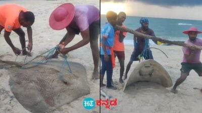 ದೈತ್ಯ ಗಾತ್ರದ ಪಿಲಿ ತೊರಕೆ ಮೀನು ಸೋಮೇಶ್ವರ ಉಚ್ಚಿಲ ಮೀನುಗಾರರ ಬಲೆಗೆ ದೈತ್ಯ ಗಾತ್ರದ ಪಿಲಿ ತೊರಕೆ ಮೀನು ಸೋಮೇಶ್ವರ ಉಚ್ಚಿಲ ಮೀನುಗಾರರ ಬಲೆಗೆ