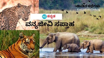 ಕರ್ನಾಟಕದಲ್ಲೂ ವನ್ಯಜೀವಿ ಸಪ್ತಾಹ ಆರಂಭಗೊಂಡಿದೆ. ಕರ್ನಾಟಕದಲ್ಲೂ ವನ್ಯಜೀವಿ ಸಪ್ತಾಹ ಆರಂಭಗೊಂಡಿದೆ.