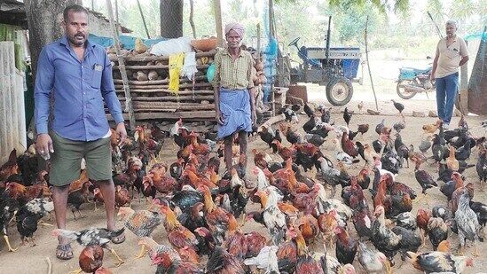 ನೂರಾರು ನಾಟಿ ಕೋಳಿಗಳನ್ನು ಸಾಕಿರುವ ಗ್ರಾಮ ಪಂಚಾಯಿತಿ  ಮಾಜಿ ಉಪಾಧ್ಯಕ್ಷ