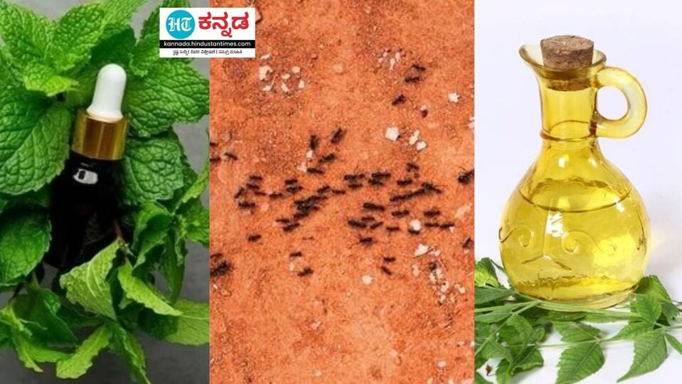 Tips to Kill Ants ಇರುವೆ ಕಾಟ ನಿಯಂತ್ರಿಸಲು ಇಲ್ಲಿದೆ ಮನೆಮದ್ದು; ಈ ಸಿಂಪಲ್