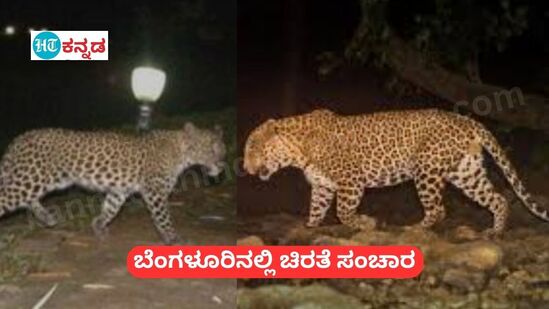 ಬೆಂಗಳೂರಿನ ಎಲೆಕ್ಟ್ರಾನಿಕ್ ಸಿಟಿ ಸಮೀಪ ಚಿರತೆ ಸಂಚರಿಸಿದೆ ಎಂದು ಜನರು ಹೇಳಿದ್ದಾರೆ.