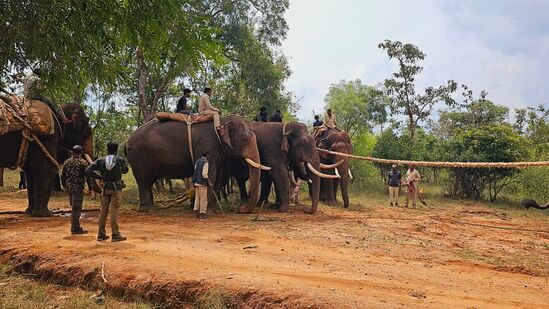 ಸೆರೆ ಹಿಡಿದ ಆನೆಯನ್ನು ನಾಗರಹೊಳೆ ಹುಲಿ ಯೋಜನೆ ನಿರ್ದೇಶಕ ಹರ್ಷಕುಮಾರ ಚಿಕ್ಕನರಗುಂದ ಅವರ ಮಾರ್ಗದರ್ಶನದಲ್ಲಿ ಸಾಕಾನೆಗಳ ಸಹಕಾರದಿಂದ ಆನೆ ಶಿಬಿರಕ್ಕೆ ಸಾಗಿಸಲು ಸಿದ್ದತೆ ಮಾಡಿಕೊಳ್ಳಲಾಯಿತು.