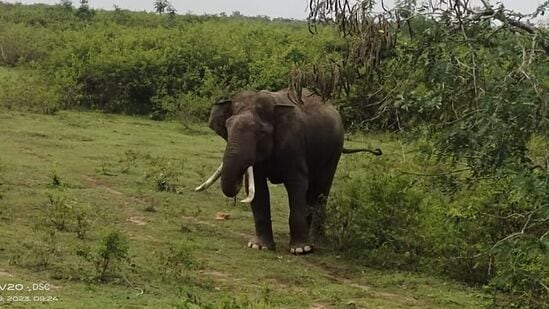 ನಾಗರಹೊಳೆಗೆ ಹೊಂದಿಕೊಂಡಂತೆ ಇರುವ ಎಚ್‌ಡಿಕೋಟೆ ತಾಲ್ಲೂಕಿನ ಭೀಮನಹಳ್ಳಿ ಗಿರಿಜನ ಪುನರ್‌ ವಸತಿ ಕೇಂದ್ರಕ್ಕೆ ಹೊಂದಿಕೊಂಡಂತೆ ನೀಡಿರುವ ಜಮೀನುಗಳಲ್ಲಿ ಬೆಳೆ ಬೆಳೆಯಾಗಿದ್ದು, ಅಲ್ಲಿ ಗದ್ದಲ ಮಾಡುತ್ತಿದ್ದ ಆನೆಯನ್ನು ಎರಡು ದಿನದ ಹಿಂದೆ ಸೆರೆ ಹಿಡಿಯಲಾಗಿದೆ.