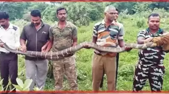 ತಮಿಳುನಾಡಿನ ತೆಂಕಾಸಿ ಸಮೀಪದ ಪತ್ತೆಯಾದ ಭಾರೀ ಗಾತ್ರದ ಕಾಳಿಂಗ ಸರ್ಪ