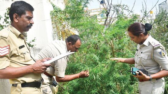 ತುಮಕೂರು ನಗರದಲ್ಲಿ ಬೆಳೆದಿದ್ದ ಗಾಂಜಾ ಗಿಡವನ್ನು ಪೊಲೀಸರು ವಶಪಡಿಸಿಕೊಂಡರು.