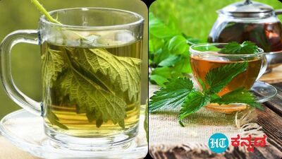 Nettle Tea: ನೆಟಲ್ ಟೀ; ಈ ಹರ್ಬಲ್ ಟೀ ಕುಡಿಯೋದ್ರಿಂದ ಸಿಗುವ 10 ಆರೋಗ್ಯ ಪ್ರಯೋಜನಗಳಿವು Nettle Tea: ನೆಟಲ್ ಟೀ; ಈ ಹರ್ಬಲ್ ಟೀ ಕುಡಿಯೋದ್ರಿಂದ ಸಿಗುವ 10 ಆರೋಗ್ಯ ಪ್ರಯೋಜನಗಳಿವು