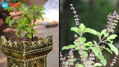 Kartika Masa 2023: ಕ್ಷೀರಾಬ್ಧಿ ದ್ವಾದಶಿ, ಚಿಲುಕು ದ್ವಾದಶಿ ಮಹತ್ವ, ವೈಶಿಷ್ಟ್ಯವೇನು? ತುಳಸಿಯ ಪೌರಾಣಿಕ ಕಥೆ, ದೀಪದಾನದ ಮಹತ್ವ ಹೀಗಿದೆ Kartika Masa 2023: ಕ್ಷೀರಾಬ್ಧಿ ದ್ವಾದಶಿ, ಚಿಲುಕು ದ್ವಾದಶಿ ಮಹತ್ವ, ವೈಶಿಷ್ಟ್ಯವೇನು? ತುಳಸಿಯ ಪೌರಾಣಿಕ ಕಥೆ, ದೀಪದಾನದ ಮಹತ್ವ ಹೀಗಿದೆ