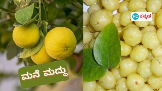 ಇವು ಪರಂಪರಾಗತ ಔಷಧಿಗಳು. ಸಾಮಾನ್ಯವಾಗಿ ಅಡ್ಡ ಪರಿಣಾಮಗಳು ಇರುವುದಿಲ್ಲ. ಆದರೂ, ನಿಮ್ಮ ದೇಹ ಪ್ರಕೃತಿಗೆ ಹೊಂದುತ್ತದೆಯೋ ಇಲ್ಲವೋ ಎಂದು ಆಯುರ್ವೇದ ವೈದ್ಯರಿಂದ ಪರಿಶೀಲಿಸಿಕೊಂಡೇ ಸೇವಿಸುವುದು ಒಳ್ಳೆಯದು. <p>ಇವು ಪರಂಪರಾಗತ ಔಷಧಿಗಳು. ಸಾಮಾನ್ಯವಾಗಿ ಅಡ್ಡ ಪರಿಣಾಮಗಳು ಇರುವುದಿಲ್ಲ. ಆದರೂ, ನಿಮ್ಮ ದೇಹ ಪ್ರಕೃತಿಗೆ ಹೊಂದುತ್ತದೆಯೋ ಇಲ್ಲವೋ ಎಂದು ಆಯುರ್ವೇದ ವೈದ್ಯರಿಂದ ಪರಿಶೀಲಿಸಿಕೊಂಡೇ ಸೇವಿಸುವುದು ಒಳ್ಳೆಯದು.</p>
