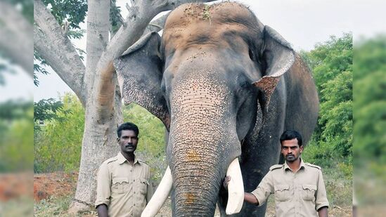 ಅಂಬಾರಿ ಅರ್ಜುನ ಆನೆ ಮೃತಪಟ್ಟಿದೆ.