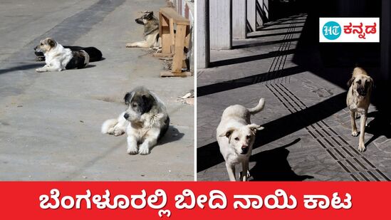 ಬೆಂಗಳೂರಲ್ಲಿ ಬೀದಿ ನಾಯಿ ಕಾಟ (ಸಾಂಕೇತಿಕ ಚಿತ್ರ)