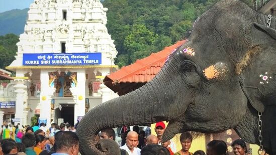 ಕುಕ್ಕೆ ಸುಬ್ರಹ್ಮಣ್ಯದಲ್ಲಿ ಜಾತ್ರಾ ಮಹೋತ್ಸವ, ರಥೋತ್ಸವವೇ ಆಕರ್ಷಣೆ, ಈ ವೇಳೆ ಸರ್ಪ ಸಂಸ್ಕಾರ ಸಹಿತ ಯಾವುದೇ ಸೇವೆಗಳು ಇರುವುದಿಲ್ಲ. ರಥೋತ್ಸವಕ್ಕೆಂದೇ ನಾನಾ ಭಾಗಗಳಿಂದ ಭಕ್ತರು ಇಲ್ಲಿಗ ಆಗಮಿಸುತ್ತಾರೆ.&nbsp;