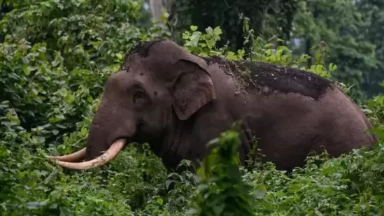 ಬೆಂಗಳೂರು ಹೊರ ವಲಯದ ಹಾರೋಹಳ್ಳಿ ಬಳಿ ಕಾಡಾನೆ ದಾಳಿಗೆ ವೃದ್ದರೊಬ್ಬರು ಮೃತಪಟ್ಟಿದ್ಧಾರೆ.