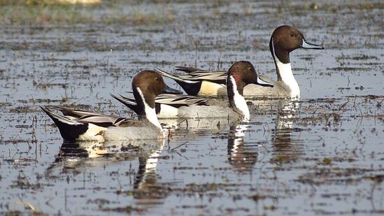 ಒಡಿಶಾದ ಮಂಗಲ ಜೋಡಿ ಉದ್ಯಾನಒಡಿಶಾದ ಮಂಗಲ ಜೋಡಿ( Mangalajodi Wetlands, Odisha) &nbsp;ಜೌಗು ಪ್ರದೇಶ ಚಿಲ್ಕಾ ಸರೋವರದಿಂದ ಪಶ್ಚಿಮ ಭಾಗದಲ್ಲಿದೆ. ಇದು ಭಾರತದ ಅತಿ ದೊಡ್ಡ ಸರೋವರ. ಇಲ್ಲಿನ ಜೌಗು ಪ್ರದೇಶಗಳನ್ನೇ ಸಹಸ್ರಾರು ಹಕ್ಕಿಗಳು ತಮ್ಮ ಪ್ರಿಯ ತಾಣ ಮಾಡಿಕೊಂಡಿವೆ. ಒಡಿಶಾದ ಕೋರ್ಡಾ ಜಿಲ್ಲೆಯಲ್ಲಿರುವ ಪಕ್ಷಿಧಾಮದಲ್ಲಿ ಚಳಿಗಾಲದಲ್ಲಿ ಹತ್ತಾರು ಬಗೆಯ ಹಕ್ಕಿಗಳು ದೇಶ ವಿದೇಶದಿಂದ ಆಗಮಿಸುತ್ತವೆ. ಇಲ್ಲಿ ಪರಿಸರ ಪ್ರವಾಸೋದ್ಯಮ ಕೇಂದ್ರವೂ ಇದ್ದು., ಸಫಾರಿ ವ್ಯವಸ್ಥೆಯನ್ನು ಕಲ್ಪಿಸಲಾಗಿದೆ. ರಡ್ಡಿ ಶೆಲ್ಡಕ್, ಗಾಡ್‌ ವಾಲ್‌, ಕಾಮನ್‌ ಟೀಲ್‌, ಗ್ಲಾಸಿ ಐಬಿಸ್‌ ಹಕ್ಕಿಗಳು ಇಲ್ಲಿ ಹೆಚ್ಚು ಕಂಡು ಬರುತ್ತವೆ.&nbsp;