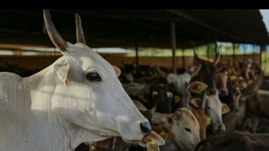 ಗೋವುಗಳು (ಸಾಂಕೇತಿಕ ಚಿತ್ರ)