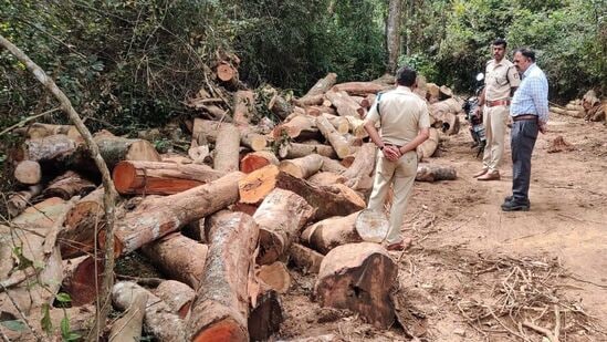 ಬೇಲೂರು ತಾಲ್ಲೂಕಿನ ನಂದಗೌಡನಹಳ್ಳಿಯಲ್ಲಿ ಮರಗಳನ್ನು ಕಡಿದಿರುವ ಪರಿಶೀಲಿಸಿದ ಅರಣ್ಯ ಇಲಾಖೆ ಅಧಿಕಾರಿಗಳು.