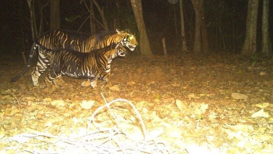 ಈ ಕಪ್ಪು ಹುಲಿಗಳು ರಾಯಲ್ ಬೆಂಗಾಲ್ ಟೈಗರ್‌ಗಿಂತಲೂ ಹೆಚ್ಚು ವಿಶೇಷವಾಗಿದ್ದು, ಇವು ಒಡಿಶಾದಲ್ಲಿ ಮಾತ್ರ ಕಂಡುಬರುತ್ತವೆ. &nbsp;ಇವುಗಳನ್ನು ಸುಡೋ ಮೆಲನಿಸ್ಟಿಕ್​ ಟೈಗರ್​ (pseudo-melanistic tiger) ಎಂದೂ ಕರೆಯಲಾಗುತ್ತದೆ.&nbsp;