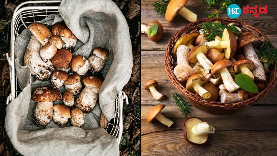 Mushroom Benefits: ಅಣಬೆ ಇಷ್ಟವಿಲ್ಲ ಎನ್ನುವ ಮುನ್ನ ಅದರ 10 ಆರೋಗ್ಯ ...