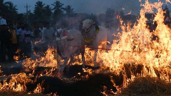 ಒಂದೆಡೆ ಹುಲ್ಲು ಹರಡಿ, ಅದಕ್ಕೆ ಬೆಂಕಿ ಹಾಕಿ, ಅದರಿಂದ ಹೊರ ಬರುವ ಕಿಚ್ಚು ಹಾಯಿಸುವುದು ಮೈಸೂರು ಭಾಗದ ಸಂಕ್ರಾಂತಿಯ ಸಂಭ್ರಮ–ವೈಶಿಷ್ಟ್ಯದಲ್ಲೊಂದು. ಎತ್ತುಗಳನ್ನು ಮೊದಲು ಬೆಂಕಿಯ ಮೇಲೆ ಹಾರುವಂತೆ ಮಾಡಲಾಗುತ್ತದೆ. ಎತ್ತುಗಳ ನಂತರ, ಹಸುಗಳು, ಎಮ್ಮೆಗಳು ಮತ್ತು ಕುರಿಗಳಂತಹ ಇತರ ಜಾನುವಾರುಗಳು ಬೆಂಕಿಯಲ್ಲಿ ಉಳಿದಿದ್ದನ್ನು ಅಡ್ಡಲಾಗಿ ನಡೆಯುವಂತೆ ಮಾಡಲಾಗುತ್ತದೆ. ಜಾನುವಾರುಗಳ ಮಾಲೀಕರು ಪ್ರಾಣಿಗಳೊಂದಿಗೆ ಬೆಂಕಿಯನ್ನು ದಾಟುತ್ತಾರೆ.&nbsp;