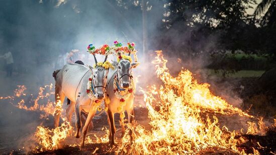 ರಾಸುಗಳೂ ಕೂಡ ತನ್ನ ಮಾಲೀಕ ನೀಡಿದ ಸೂಚನೆಗಳನ್ನು ಪಾಲಿಸುತ್ತಲೇ ವಿಶೇಷವಾಗಿ ಅಣಿಗೊಳಿಸುವ ಬೆಂಕಿಯಲ್ಲಿ ಹಾಯ್ದು ಖುಷಿ ಕೊಡುತ್ತವೆ. ಊರಿನಲ್ಲಿ ಈ ಸಂಭ್ರಮ ಮೆರಗನ್ನು ನೀಡುತ್ತದೆ. ತಮಿಳುನಾಡಿನಲ್ಲಿ ಹಸುಗಳನ್ನು ಜಲ್ಲಿಕಟ್ಟು ಮೂಲಕ ಓಡಿಸಿದರೆ, ನಮ್ಮಲ್ಲಿ ಕಿಚ್ಚು ಹಾಯಿಸುವುದು ವಿಶೇಷ,.