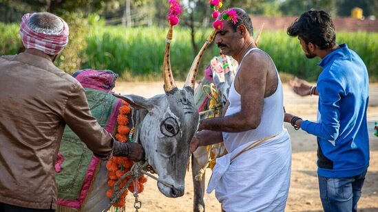 &nbsp;ಹಳ್ಳಿಗಳಲ್ಲಿ ಇನ್ನೂ ಜಾನುವಾರು ಪೋಷಿಸುವ ಸಂಸ್ಕೃತಿ ಗಟ್ಟಿಯಾಗಿದೆ. &nbsp;ರಾಸುಗಳೇ ಬಹುತೇಕರಿಗೆ ಸಂಗಾತಿ. ಮನೆ ಮಕ್ಕಳಂತೆಯೇ ಅವುಗಳನ್ನೂ ನೋಡಿಕೊಳ್ಳುವ ಕುಟುಂಬಗಳೂ ಅಧಿಕ. &nbsp;ಹಸು, ಹೋರಿ, ಎತ್ತುಗಳಿರುವ ಮನೆಯಲ್ಲಿ ಸಂಕ್ರಾಂತಿ ಸಂಭ್ರಮ ಜೋರೋ ಜೋರು. ಮೈ ಕೊರೆವ ಚಳಿಯನ್ನು ಲೆಕ್ಕಿಸದೇ ನಸುಕಿನಲ್ಲೇ &nbsp;ಜಾನುವಾರು ಮೈ ತೊಳೆಯಲು ಕೆರೆ–ಕಟ್ಟೆ, ನಾಲೆ ಹಾಗೂ ನೀರಿರುವ ಬಳಿ ಹೋಗುವ ಕುಟುಂಬದವರು ಹೋಗುತ್ತಾರೆ.&nbsp;