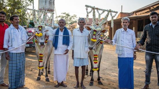 ರಾಸುಗಳಿಗೆ ಹೊದಿಕೆ ಹೊದ್ದಿಸಿ ಹೂವುಗಳನ್ನು ಹಾಕುತ್ತಾರೆ. ನಾಲ್ಕೈದು ತಾಸು ನಿಂತು ಅಣಿಗೊಳಿಸುವ ಆ ರಾಸುಗಳ ಮಿಂಚುವ ಕ್ಷಣಗಳನ್ನುಕಣ್ತುಂಬಿಕೊಳ್ಳುವುದೇ &nbsp;ಚಂದ. ಕರುಗಳಿಗೂ ಅಲಂಕಾರ ಮಾಡಿ ಸಂತಸ ಪಟ್ಟರೆ, ಕೆಲವರು ಕುರಿ, ಮೇಕೆಗಳಿಗೂ ಹೀಗೆಯೇ ಅಲಂಕಾರ ಮಾಡುವುದೂ ಇದೆ.&nbsp;