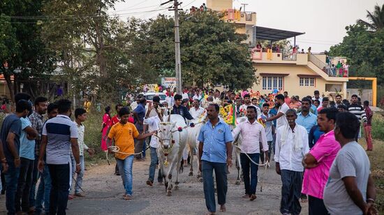 ಮಧ್ಯಾಹ್ನದ ಊಟದ ನಂತರ &nbsp;ಶುರುವಾಗೋದು ಕಿಚ್ಚು ಹಾಯಿಸುವ ಖುಷಿ. ಗ್ರಾಮದ ದೇವಸ್ಥಾನದ ಬಳಿ ಕಿಚ್ಚು ಹಾಯಿಸೋದು ಹಿರಿಯರು, ಕಿರಿಯರನ್ನು ಒಟ್ಟಿಗೆ ಕರೆತಂದಿದ್ದು ನೋಡಲು ಚೆಂದ. ಎತ್ತುಗಳೊಂದಿಗೂ ತಾವು ಹೊಸ ಬಟ್ಟೆ ಹಾಕಿಕೊಂಡು ಬರುವವರೂ ಅಧಿಕ. ಈಗಲೂ ಇದು ಹಳೆ ಮೈಸೂರು ಭಾಗದಲ್ಲಿ ಬಲು ಜನಪ್ರಿಯ.ಅಲಂಕೃತ ಜಾನುವಾರುಗಳನ್ನು ಊರ ಪ್ರಮುಖ ಬೀದಿಗಳಲ್ಲಿ ಮೆರವಣಿಗೆ ನಡೆಸುತ್ತಾರೆ.,