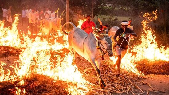 ರಾಸುಗಳಿಗೂ ಚಳಿಗಾಲದಲ್ಲಿ ತಗುಲಿರಬಹುದಾದ &nbsp;ಉಣ್ಣಿ ಮತ್ತು ಚಿಗಟಗಳನ್ನು ಸ್ವಚ್ಛಗೊಳಿಸಿ ಸಂಜೆ ಕಿಚ್ಚು ಹಾಯಿಸುವ ಮೂಲಕ ದೂರವಾಗಿಸುವ ಉದ್ದೇಶ ಕಿಚ್ಚು ಹಾಯಿಸುವ ಸಂಪ್ರದಾಯದ ಹಿಂದೆ ಇದೆ.&nbsp;ಬೆಂಕಿ ಮತ್ತು ಹೊಗೆಯು ಅವುಗಳ ದೇಹಕ್ಕೆ ಚೈತನ್ಯ ನೀಡಲಿ. ಮುಂದಿನ ವರ್ಷವಿಡೀ ನಮ್ಮ ಬದುಕನ್ನು ಹಸನು ಮಾಡುತ್ತಾ ರಾಸುಗಳೂ ಖುಷಿಯಾಗರಲಿ ಎನ್ನುವ ಸದಾಶಯವೂ ಇದೆ.&nbsp;