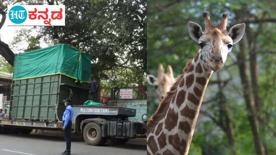 ಮೈಸೂರು ಮೃಗಾಲಯದಿಂದ ಹಂಪಿ ಮೃಗಾಲಯಕ್ಕೆ ಜಿರಾಫೆಯನ್ನು ಯಶಸ್ವಿಯಾಗಿ ಸಾಗಿಸಲಾಗಿದೆ.