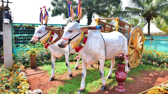 ಸುತ್ತೂರು ಜಾತ್ರೆಯ ಕೃಷಿ ವಸ್ತು ಪ್ರದರ್ಶನಕ್ಕೆ ಬರುವವರನ್ನು ಸ್ವಾಗತಿಸಲು ಅಣಿಯಾಗಿವೆ ಜೋಡೆತ್ತುಗಳ ಕಲಾಕೃತಿ.