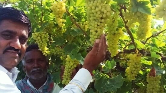 ಈ ಬಾರಿಯೂ ಉತ್ತಮ ಫಸಲು ಬಂದಿದೆ. ಉತ್ತಮ ಬೆಲೆಯೂ ದೊರಕಿದೆ. ಕರ್ನಾಟಕ ಮಾತ್ರವಲ್ಲದೇ ಮಹಾರಾಷ್ಟ್ರದ ಮಾರುಕಟ್ಟೆಯಲ್ಲೂ ವಿಜಯಪುರದ ದ್ರಾಕ್ಷಿಗೆ ಎಲ್ಲಿಲ್ಲದ ಬೇಡಿಕೆ. ಬೆಳೆದವರಿಗೂ ಖುಷಿ.