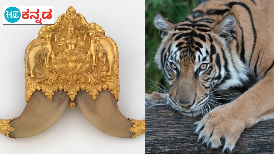 Double tiger claw 15k brooch Rajasthan India c1855 | Gold pendants for men,  Gold pendant jewelry, Black beaded jewelry