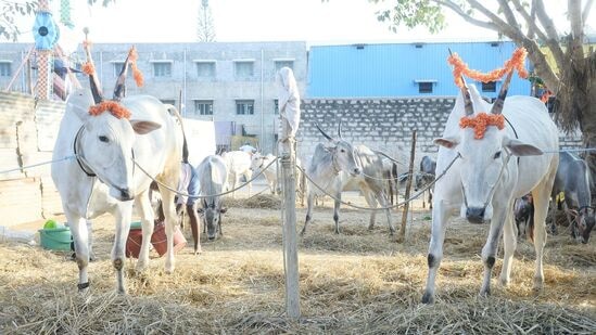 ತುಮಕೂರಿನ ರಾಸುಗಳ ಜಾತ್ರೆ ಕಳೆಗಟ್ಟಿದೆ. 