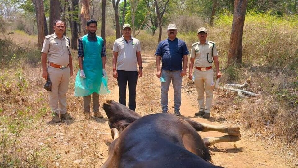 Forest News: ನಾಗರಹೊಳೆಯಲ್ಲಿ ಬೇಟೆಗಾರರ ಗುಂಡೇಟಿಗೆ ಕಾಡುಕೋಣ ಬಲಿ