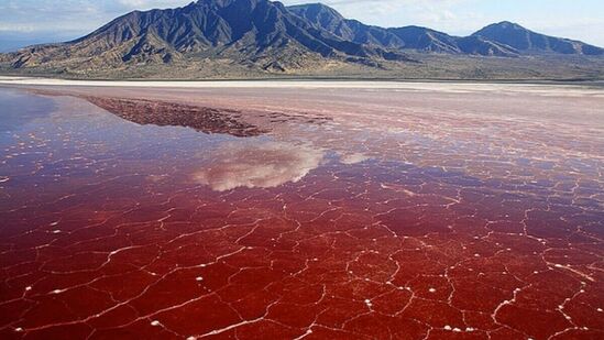 ನ್ಯಾಟ್ರಾನ್ ಸರೋವರ, ತಾಂಜಾನಿಯಾ: ಇದು ಬಣ್ಣಗಳ ಸಮುದ್ರ ಎಂದರೂ ತಪ್ಪಲ್ಲ. ಇಲ್ಲಿನ ಸಮುದ್ರದ ನೀರು ಕೆಂಪು, ಹಸಿರು, ನೀಲಿ ಹೀಗೆ ವಿವಿಧ ಬಣ್ಣಗಳನ್ನು ಹೊಂದಿದೆ. ಆಫ್ರಿಕಾದ ಫೆಮ್ಲಿಂಗೊಗಳು ಈ ಜಾಗವನ್ನು ತಮ್ಮ ಸಂತಾನೋತ್ಪತಿಗಾಗಿ ಆರಿಸಿಕೊಳ್ಳುತ್ತವೆ. ಹಾಗಾಗಿ ಇಲ್ಲಿ ಸಾವಿರಾರು ಅಪರೂಪದ ಫೆಮ್ಲಿಂಗೊಗಳನ್ನು ಕಾಣಬಹುದು.&nbsp;