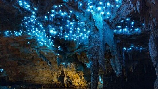 ವೈಟೊಮೊ ಗುಹೆಗಳು, ನ್ಯೂಜಿಲೆಂಡ್: ಇದು ಕೂಡ ಜಗತ್ತಿನ ವಿಸ್ಮಯಕಾರಿ ತಾಣಗಳಲ್ಲಿ ಒಂದು. ಇಲ್ಲಿನ ಗುಹೆಗಳಲ್ಲಿ ಮಿಂಚುಹುಳುಗಳು ಹರಡಿರುವಂತೆ ಬೆಳಕು ಹರಡಿರುತ್ತದೆ. ಹಗಲಿನಲ್ಲೂ ತೀವ್ರ ಕತ್ತಲೆ ಇರುವ ಈ ಜಾಗದಲ್ಲಿ ಮಿಂಚು ಹುಳದ ರೀತಿಯ ಪುಟ್ಟ ಹುಳಗಳು ವಿಸ್ಮಯ ಲೋಕವನ್ನು ಸೃಷ್ಟಿಸಿವೆ.&nbsp;