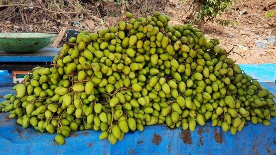 ದಕ್ಷಿಣ ಕನ್ನಡಕ್ಕೆ ಲಗ್ಗೆ ಇಟ್ಟ ಮಾವಿನ ಮಿಡಿ.