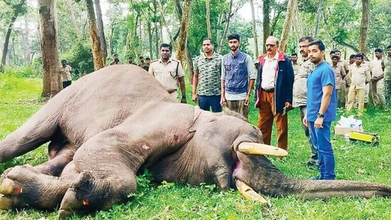 ದಕ್ಷಿಣ ಕನ್ನಡದಿಂದ ನಾಗರಹೊಳೆಯ ಮತ್ತಿಗೋಡು ಆನೆ ಶಿಬಿರಕ್ಕೆ ತರಲಾಗಿದ್ದ ಸುಬ್ರಮಣಿ ಎನ್ನುವ &nbsp;ಗಟ್ಟಿಮುಟ್ಟಾಗಿದ್ದರೂ ಕಳೆದ ವರ್ಷ ಜೀವ ಕಳೆದುಕೊಂಡಿತ್ತು.