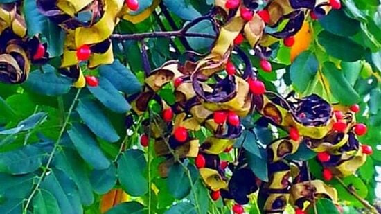 ಆನೆ ಗುಲಗಂಜಿ (Adenanthera pavonina) ಭಾರತದ ಸ್ಥಳೀಯ ಮೂಲದ ಸಸ್ಯ. ನಾಗರಹೊಳೆ, ಬಂಡೀಪುರದ ಸಹಜ ಕಾಡಿನಲ್ಲಿ ಎಲ್ಲೂ ಕಾಣದ ಈ ಮರ ಮೈಸೂರಿನ ಸಾಕಷ್ಟು ಉದ್ಯಾನಗಳಲ್ಲಿ, ರಸ್ತೆಬದಿಗಳಲ್ಲಿ ಸಾಕಷ್ಟಿವೆ. ಆನೆ ಗುಲಗಂಜಿ (Adenanthera pavonina) ಭಾರತದ ಸ್ಥಳೀಯ ಮೂಲದ ಸಸ್ಯ. ನಾಗರಹೊಳೆ, ಬಂಡೀಪುರದ ಸಹಜ ಕಾಡಿನಲ್ಲಿ ಎಲ್ಲೂ ಕಾಣದ ಈ ಮರ ಮೈಸೂರಿನ ಸಾಕಷ್ಟು ಉದ್ಯಾನಗಳಲ್ಲಿ, ರಸ್ತೆಬದಿಗಳಲ್ಲಿ ಸಾಕಷ್ಟಿವೆ. 
