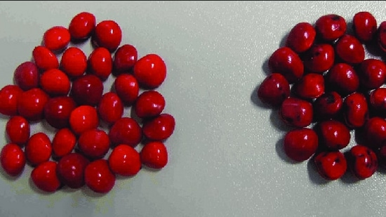 ಈ ಕೆಂಪು ಬೀಜಗಳನ್ನು ಎಳೆಯರಿದ್ದಾಗ ಬೇಲಿ ಸಾಲುಗಳಲ್ಲಿ ಹುಡುಕಿ ಒಂದು ಕಡೆ ಒಟ್ಟುಗೂಡಿಸಿಕೊಂಡು ಆಡವಾಡಿದ್ದು ಬಹುತೇಕರಿಗೆ ನೆನಪಿರಬೇಕು. ಗುಲಗಂಜಿ ಗಿಡ ಈಗಲೂ ಬೇಲಿ ಸಾಲುಗಳಲ್ಲಿದ್ದರೂ ಈಗಿನ ಮಕ್ಕಳಿಗೆ ಇದೆಲ್ಲವೂ ಬೇಡ. ಈ ಕೆಂಪು ಬೀಜಗಳನ್ನು ಎಳೆಯರಿದ್ದಾಗ ಬೇಲಿ ಸಾಲುಗಳಲ್ಲಿ ಹುಡುಕಿ ಒಂದು ಕಡೆ ಒಟ್ಟುಗೂಡಿಸಿಕೊಂಡು ಆಡವಾಡಿದ್ದು ಬಹುತೇಕರಿಗೆ ನೆನಪಿರಬೇಕು. ಗುಲಗಂಜಿ ಗಿಡ ಈಗಲೂ ಬೇಲಿ ಸಾಲುಗಳಲ್ಲಿದ್ದರೂ ಈಗಿನ ಮಕ್ಕಳಿಗೆ ಇದೆಲ್ಲವೂ ಬೇಡ.