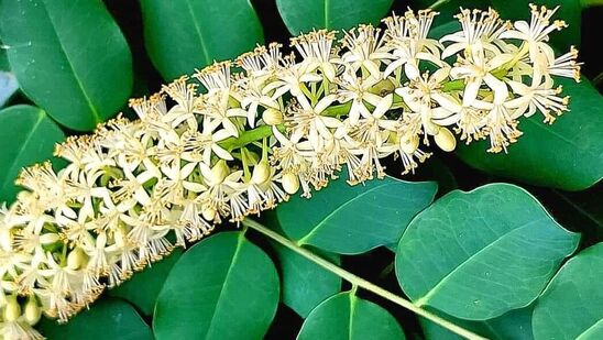 ಆದರೆ ನಮ್ಮದೇ ದೇಶದ ನಿರ್ದಿಷ್ಟ ಭಾಗದ ಸಸ್ಯ ಮತ್ತೊಂದು ಭಾಗಕ್ಕೆಆಕ್ರಮಣಕಾರಿ/ ಅಪಾಯಕಾರಿಯಾಗಿ ಬೆಳೆಯುವ ಸಸ್ಯಗಳು ಆಗಬಹುದು. ಆದರೆ ನಮ್ಮದೇ ದೇಶದ ನಿರ್ದಿಷ್ಟ ಭಾಗದ ಸಸ್ಯ ಮತ್ತೊಂದು ಭಾಗಕ್ಕೆಆಕ್ರಮಣಕಾರಿ/ ಅಪಾಯಕಾರಿಯಾಗಿ ಬೆಳೆಯುವ ಸಸ್ಯಗಳು ಆಗಬಹುದು. 