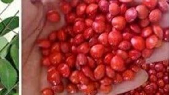 ಇದೇ ಎಂತಲ್ಲ, ಗಿಡನೆಡುವಾಗ ಯಾವಾಗಲೂ ಆಯಾ ಬೌಗೋಳಿಕ ಪ್ರದೇಶಕ್ಕೆ ಸೂಕ್ತವಾದ, ಪರಿಚಿತವಾದ ಸಸ್ಯಗಳನ್ನೆ ಆಯ್ಕೆ ಮಾಡುವುದು ಸೂಕ್ತ. ಮೈಸೂರು ಸೇರಿ ಬಯಲುಸೀಮೆಯ ಕಡೆ ಅತ್ಯಂತ ಸಾಮಾನ್ಯವಾಗಿರುವ ಬೇವಿನ ಮರಗಳು ಮಲೆನಾಡ ಭಾಗದಲ್ಲಿ ತೀರಾ ವಿರಳ. ಮಲೆನಾಡಲ್ಲಿ ಸಾಮಾನ್ಯವಾಗಿರುವ ರಂಜ, ಹೆಬ್ಬಲಸು, ರಾಮಪತ್ರೆ, ನಾಗಸಂಪಿಗೆ, ಜಂಬೆ ಮತ್ತಿತ್ಯಾದಿ ಮರಗಳು ಬಯಲು ಸೀಮೆಯಲ್ಲಿನ ಸ್ವಾಭಾವಿಕ ಸಸ್ಯವರ್ಗದಲ್ಲಿ ಸ್ಥಾನ ಪಡೆದಿಲ್ಲ. ಇದೇ ಎಂತಲ್ಲ, ಗಿಡನೆಡುವಾಗ ಯಾವಾಗಲೂ ಆಯಾ ಬೌಗೋಳಿಕ ಪ್ರದೇಶಕ್ಕೆ ಸೂಕ್ತವಾದ, ಪರಿಚಿತವಾದ ಸಸ್ಯಗಳನ್ನೆ ಆಯ್ಕೆ ಮಾಡುವುದು ಸೂಕ್ತ. ಮೈಸೂರು ಸೇರಿ ಬಯಲುಸೀಮೆಯ ಕಡೆ ಅತ್ಯಂತ ಸಾಮಾನ್ಯವಾಗಿರುವ ಬೇವಿನ ಮರಗಳು ಮಲೆನಾಡ ಭಾಗದಲ್ಲಿ ತೀರಾ ವಿರಳ. ಮಲೆನಾಡಲ್ಲಿ ಸಾಮಾನ್ಯವಾಗಿರುವ ರಂಜ, ಹೆಬ್ಬಲಸು, ರಾಮಪತ್ರೆ, ನಾಗಸಂಪಿಗೆ, ಜಂಬೆ ಮತ್ತಿತ್ಯಾದಿ ಮರಗಳು ಬಯಲು ಸೀಮೆಯಲ್ಲಿನ ಸ್ವಾಭಾವಿಕ ಸಸ್ಯವರ್ಗದಲ್ಲಿ ಸ್ಥಾನ ಪಡೆದಿಲ್ಲ. 