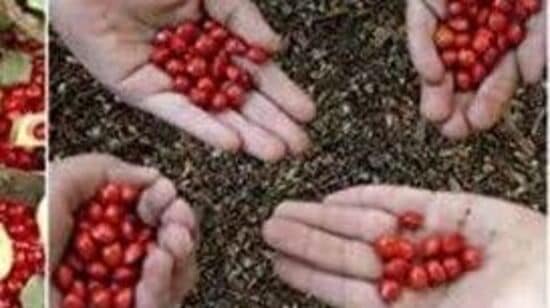 ಆಕರ್ಷಕ ಹೂ, ಗುಲಗಂಜಿ ಯಂತೆಯೇ ಆದರೆ ಅದಕ್ಕಿಂತ ಸ್ವಲ್ಪ ದಪ್ಪ, ಪೂರ್ಣವಾಗಿ ಕೆಂಪಾಗಿರುವ ಇದರ ಬೀಜಗಳು ಕೂಡ ಅತ್ಯಂತ ಆಕರ್ಷಕವಾಗಿದ್ದು, ಅವುಗಳನ್ನು ಕೆಲವು ಕಡೆ ಆಭರಣ ವಸ್ತುಗಳ ತಯಾರಿಕೆಯಲ್ಲಿ ಬಳಸುತ್ತಾರೆ. ಈ ಮರ ಅಮೇರಿಕಾದಲ್ಲಿ Invasive ಆಗಿ ಸಮಸ್ಯೆಯಾಗಿದೆ. ನಾನು ಗಮನಿಸಿದಂತೆ ಮರದ ಬುಡದಲ್ಲಿ ಪೈರಿನಂತೆ ಬೆಳೆಯುವ ಇದರ ಸಸಿಗಳು, ಇದರ ವೇಗವಾಗಿ ಬೆಳೆಯುವ ಗುಣದಿಂದಾಗಿ ಅಪಾಯಕಾರಿಯಾಗಿ ಎಲ್ಲೆಡೆ ಆವರಿಸಬಹುದು ಆಕರ್ಷಕ ಹೂ, ಗುಲಗಂಜಿ ಯಂತೆಯೇ ಆದರೆ ಅದಕ್ಕಿಂತ ಸ್ವಲ್ಪ ದಪ್ಪ, ಪೂರ್ಣವಾಗಿ ಕೆಂಪಾಗಿರುವ ಇದರ ಬೀಜಗಳು ಕೂಡ ಅತ್ಯಂತ ಆಕರ್ಷಕವಾಗಿದ್ದು, ಅವುಗಳನ್ನು ಕೆಲವು ಕಡೆ ಆಭರಣ ವಸ್ತುಗಳ ತಯಾರಿಕೆಯಲ್ಲಿ ಬಳಸುತ್ತಾರೆ. ಈ ಮರ ಅಮೇರಿಕಾದಲ್ಲಿ Invasive ಆಗಿ ಸಮಸ್ಯೆಯಾಗಿದೆ. ನಾನು ಗಮನಿಸಿದಂತೆ ಮರದ ಬುಡದಲ್ಲಿ ಪೈರಿನಂತೆ ಬೆಳೆಯುವ ಇದರ ಸಸಿಗಳು, ಇದರ ವೇಗವಾಗಿ ಬೆಳೆಯುವ ಗುಣದಿಂದಾಗಿ ಅಪಾಯಕಾರಿಯಾಗಿ ಎಲ್ಲೆಡೆ ಆವರಿಸಬಹುದು 