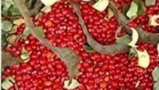 ಕೆಲವರು ಬಯಲು ಸೀಮೆಯ ಸಸ್ಯಗಳನ್ನು ಮಲೆನಾಡಲ್ಲಿ ಮಲೆನಾಡಿವನ್ನು ಬಯಲು ಸೀಮೆಯಲ್ಲಿ ಬೆಳೆಸುವ ಪ್ರಯತ್ನ ಮಾಡಿದ್ದಾರೆ. ಪ್ರಯತ್ನ ಯಶಸ್ವಿಯಾಗಿದ್ದರು. ಅವು ಹುಲುಸಾಗಿ, ಸಹಜ ಸಂಮೃದ್ಧವಾಗಿ ಬೆಳೆದಿರುವುದಿಲ್ಲ. ಓ ಹಿನ್ನಲೆಯಲ್ಲಿ 'ಸ್ಥಳೀಯ' ಎಂದರೆ ದೇಶೀಯ ವಿಶಾಲ ಅರ್ಥದಲ್ಲಿ ಎಂದು ಅರ್ಥೈಸದೆ, ನಿರ್ದಿಷ್ಟ, ಸೀಮಿತ ಪ್ರದೇಶಕ್ಕೆ ಅರ್ಥೈಸುವುದು ಹೆಚ್ಚು ಸೂಕ್ತ ಕೆಲವರು ಬಯಲು ಸೀಮೆಯ ಸಸ್ಯಗಳನ್ನು ಮಲೆನಾಡಲ್ಲಿ ಮಲೆನಾಡಿವನ್ನು ಬಯಲು ಸೀಮೆಯಲ್ಲಿ ಬೆಳೆಸುವ ಪ್ರಯತ್ನ ಮಾಡಿದ್ದಾರೆ. ಪ್ರಯತ್ನ ಯಶಸ್ವಿಯಾಗಿದ್ದರು. ಅವು ಹುಲುಸಾಗಿ, ಸಹಜ ಸಂಮೃದ್ಧವಾಗಿ ಬೆಳೆದಿರುವುದಿಲ್ಲ. ಓ ಹಿನ್ನಲೆಯಲ್ಲಿ 'ಸ್ಥಳೀಯ' ಎಂದರೆ ದೇಶೀಯ ವಿಶಾಲ ಅರ್ಥದಲ್ಲಿ ಎಂದು ಅರ್ಥೈಸದೆ, ನಿರ್ದಿಷ್ಟ, ಸೀಮಿತ ಪ್ರದೇಶಕ್ಕೆ ಅರ್ಥೈಸುವುದು ಹೆಚ್ಚು ಸೂಕ್ತ