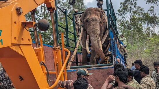 ಭಾರೀ ಗಾತ್ರದ ಪುಂಡಾನೆಯನ್ನು ಸೆರೆ ಹಿಡಿದ ನಂತರ ಕ್ರೇನ್‌ ಬಳಸಿ ಅದನ್ನು ಲಾರಿಗೆ ಹತ್ತಿಸಲಾಯಿತು.&nbsp;