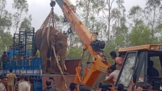 ಮಂಗಳವಾರವೂ ಆನೆ ಉಪಟಳ ನೀಡಿದ್ದ ಮಾಹಿತಿ ಆಧರಿಸಿ ಬುಧವಾರ ಬೆಳಿಗ್ಗೆಯಿಂದಲೇ ಬಂಡೀಪುರದ ಗೋಪಾಲಸ್ವಾಮಿ ಬೆಟ್ಟ ವಲಯ ಸೇರಿ ಇತರೆ ವಲಯದ ಅಧಿಕಾರಿಗಳು, ಸಿಬ್ಬಂದಿ ಆನೆ ಸೆರೆ ಕಾರ್ಯಾಚರಣೆ ಶುರು ಮಾಡಿದ್ದರು.