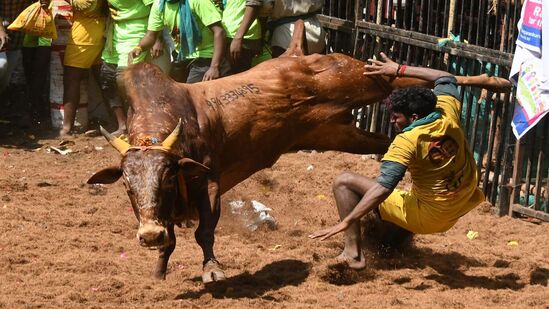 ಹಾವೇರಿ ಜಿಲ್ಲೆಯಲ್ಲಿ ನಡೆಯುವ ಹೋರಿ ಬೆದರಿಸುವ ಸ್ಪರ್ಧೆಯ ಚಿತ್ರಣವನ್ನು ವಿಭಿನ್ನವಾಗಿ ಸೆರೆ ಹಿಡಿದದಕ್ಕೂ ಬಹುಮಾನ ಲಭಿಸಿದೆ.