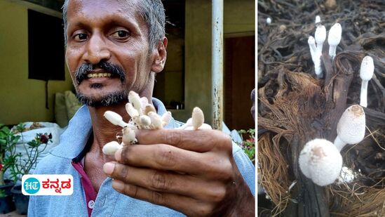 ಅಡಕೆ ಸಿಪ್ಪೆಯಲ್ಲಿ ಅಣಬೆ ಪ್ರಭೇದ ಸಂರಕ್ಷಿಸಿದ ಪುತ್ತೂರಿನ ಕೃಷಿಕ ಹರೀಶ್ ರೈ ದೇರ್ಲ ಅವರ ಸಾಧನೆ ಈಗ ಜಾಗತಿಕ ಮಟ್ಟದಲ್ಲಿ ಗುರುತಿಸಲ್ಪಟ್ಟಿದೆ. ಖಾದ್ಯ ಬಳಕೆಗೆ ಯೋಗ್ಯ ಮಶ್ರೂಮ್‌ ಕೂಡ ಸಂಶೋಧಕರ ಗಮನಸೆಳೆದಿದೆ.